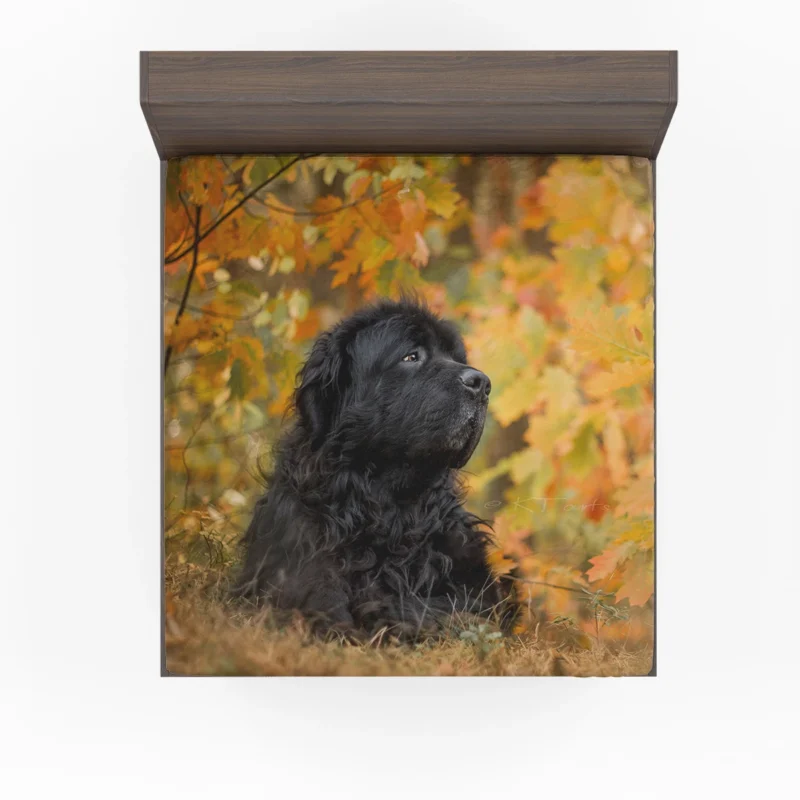 Leafy Muzzle Moments: Newfoundland Quartet in Fall Fitted Sheet