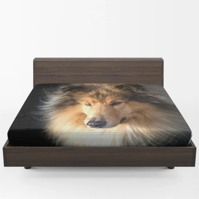 Lovable Collie Elegance: Rough Collie Quartet Fitted Sheet 1