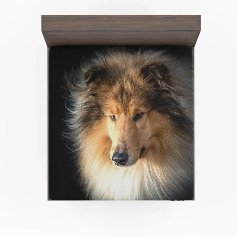 Lovable Collie Elegance: Rough Collie Quartet Fitted Sheet