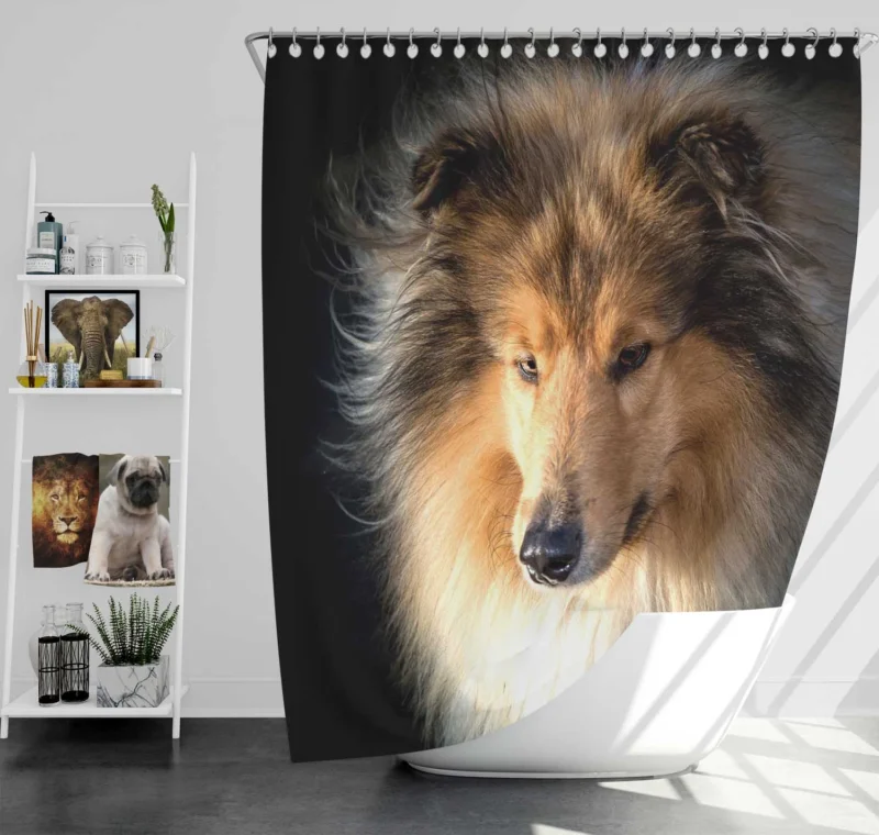 Lovable Collie Elegance: Rough Collie Quartet Shower Curtain