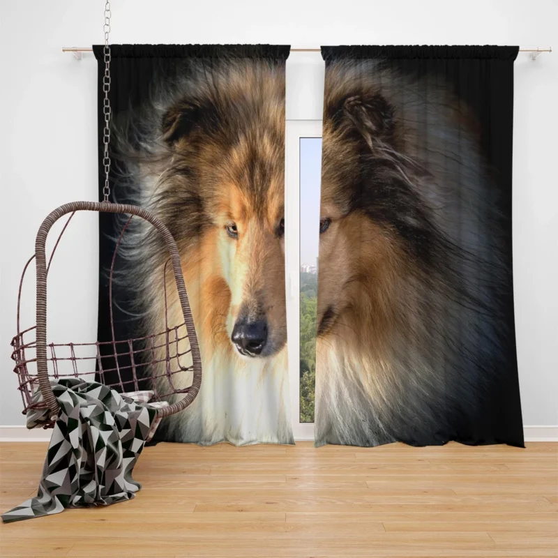 Lovable Collie Elegance: Rough Collie Quartet Window Curtain