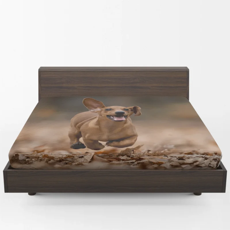 Lovable Dachshund Delight: Fourfold Quartet Fitted Sheet 1