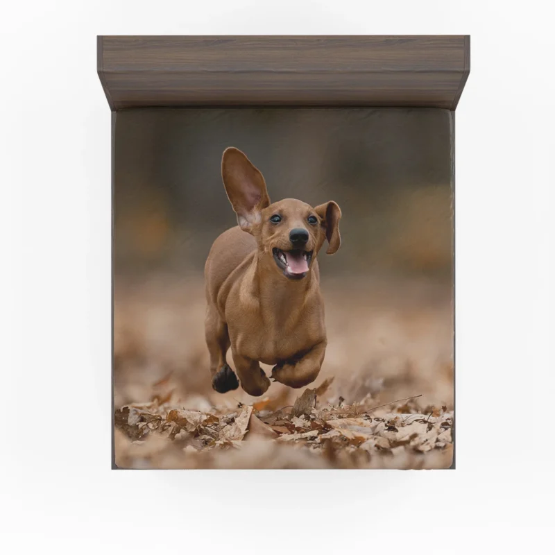 Lovable Dachshund Delight: Fourfold Quartet Fitted Sheet