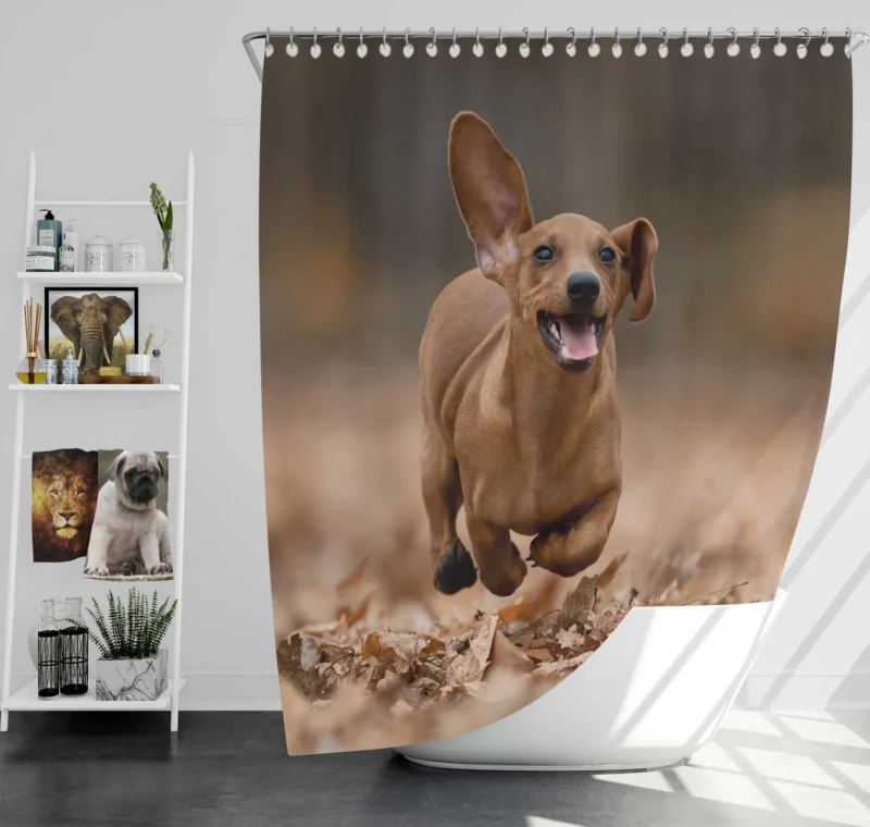 Lovable Dachshund Delight: Fourfold Quartet Shower Curtain