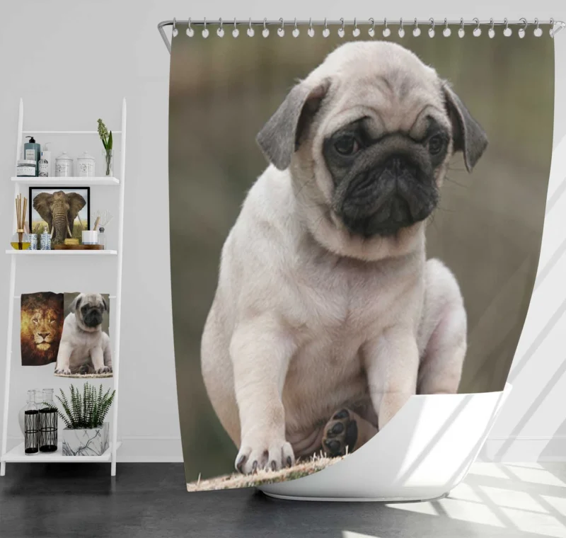 Loving Canine Beauty: Pug Quartet Shower Curtain