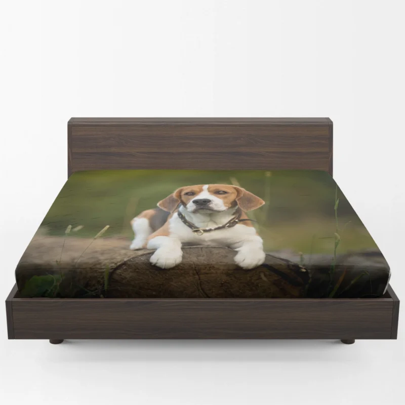 Loyal Beagle: The Endearing Beagle Breed Fitted Sheet 1