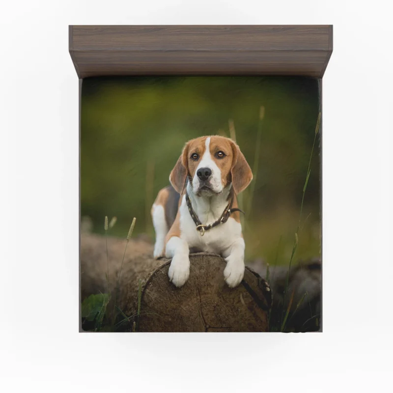 Loyal Beagle: The Endearing Beagle Breed Fitted Sheet