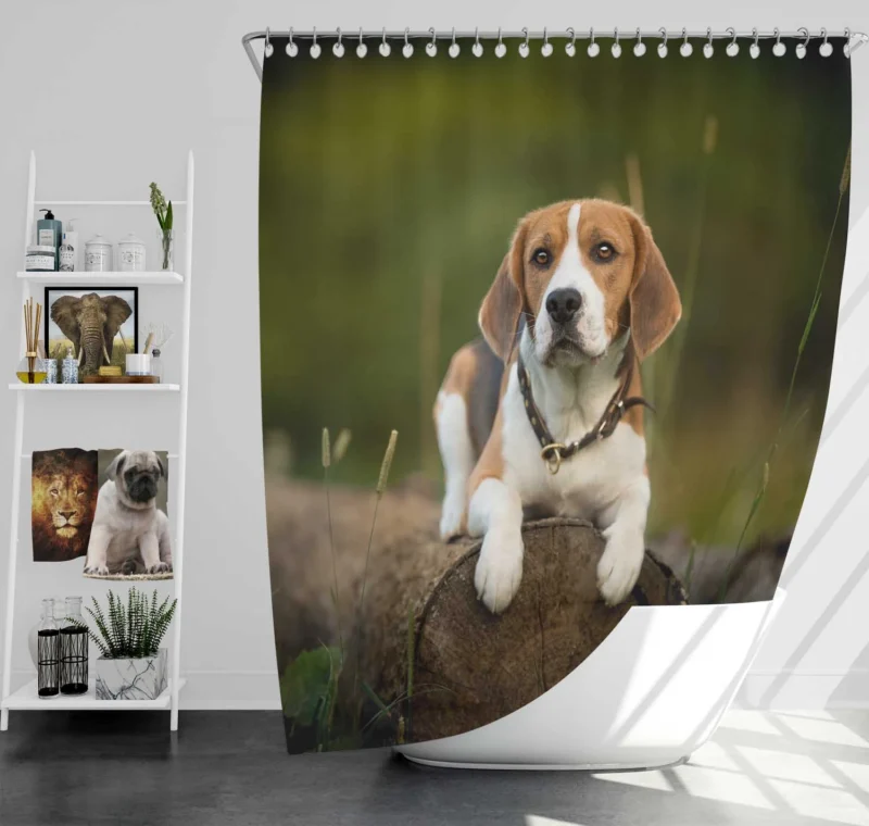 Loyal Beagle: The Endearing Beagle Breed Shower Curtain