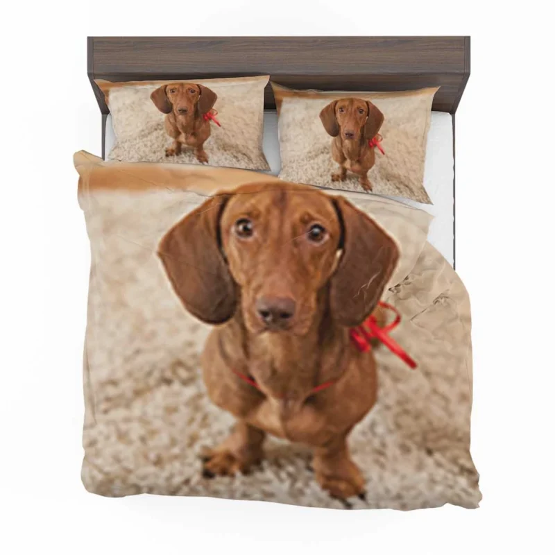 Loyal Dachshund Dog: Fourfold Quartet Bedding Set 1