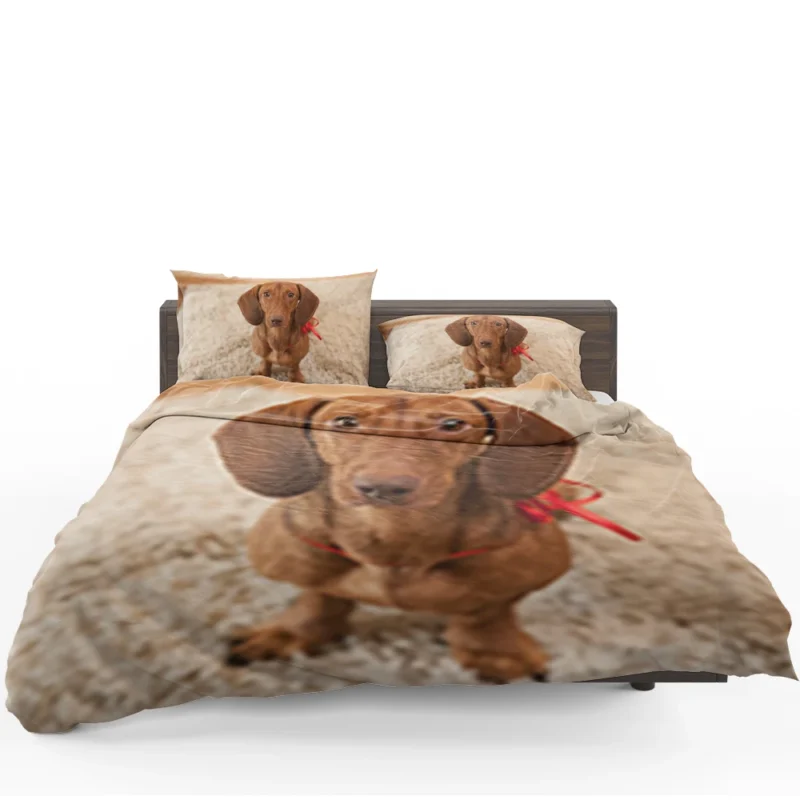 Loyal Dachshund Dog: Fourfold Quartet Bedding Set