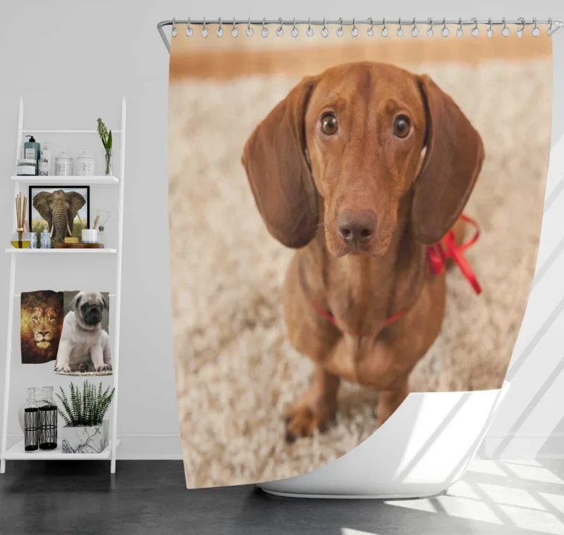 Loyal Dachshund Dog: Fourfold Quartet Shower Curtain