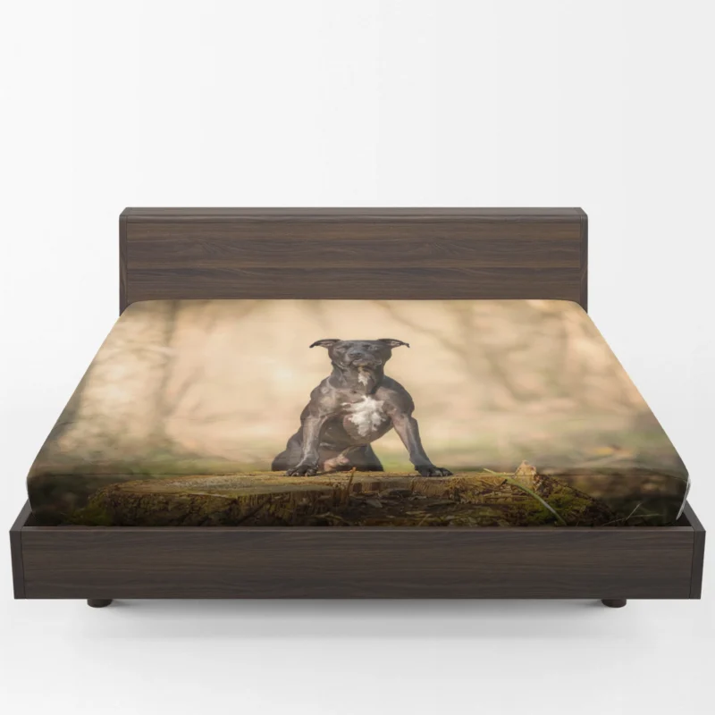 Loyal Elegance in Fourfold: American Pit Bull Terrier Quartet Fitted Sheet 1