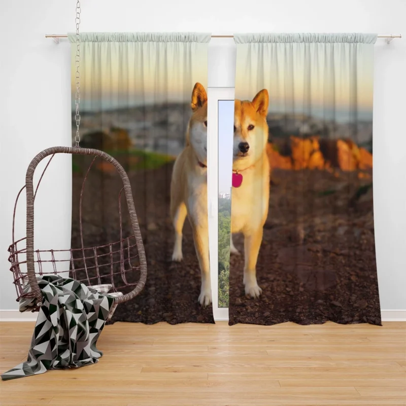 Loyal Elegance in Fourfold: The Akita Quartet Window Curtain