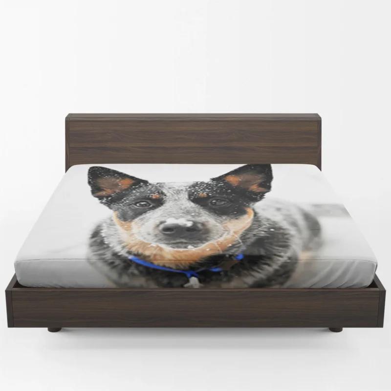 Loyal and Active Dogs: Australian Cattle Dog Fitted Sheet 1