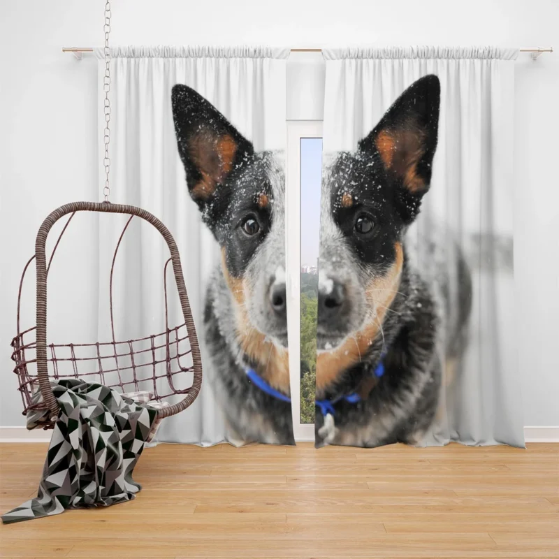 Loyal and Active Dogs: Australian Cattle Dog Window Curtain