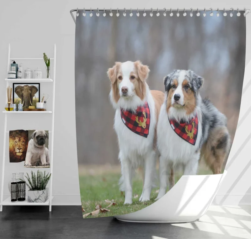 Loyal and Energetic Brave Dogs: Australian Shepherd Shower Curtain