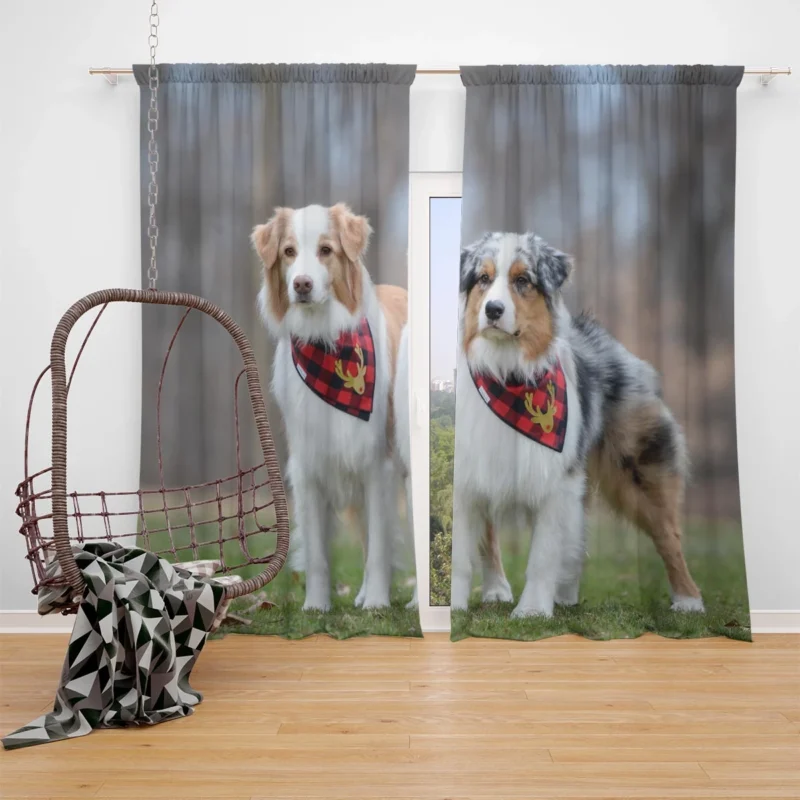 Loyal and Energetic Brave Dogs: Australian Shepherd Window Curtain