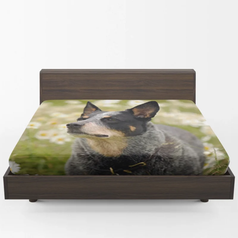 Loyal and Energetic Dogs: Australian Cattle Dog Fitted Sheet 1