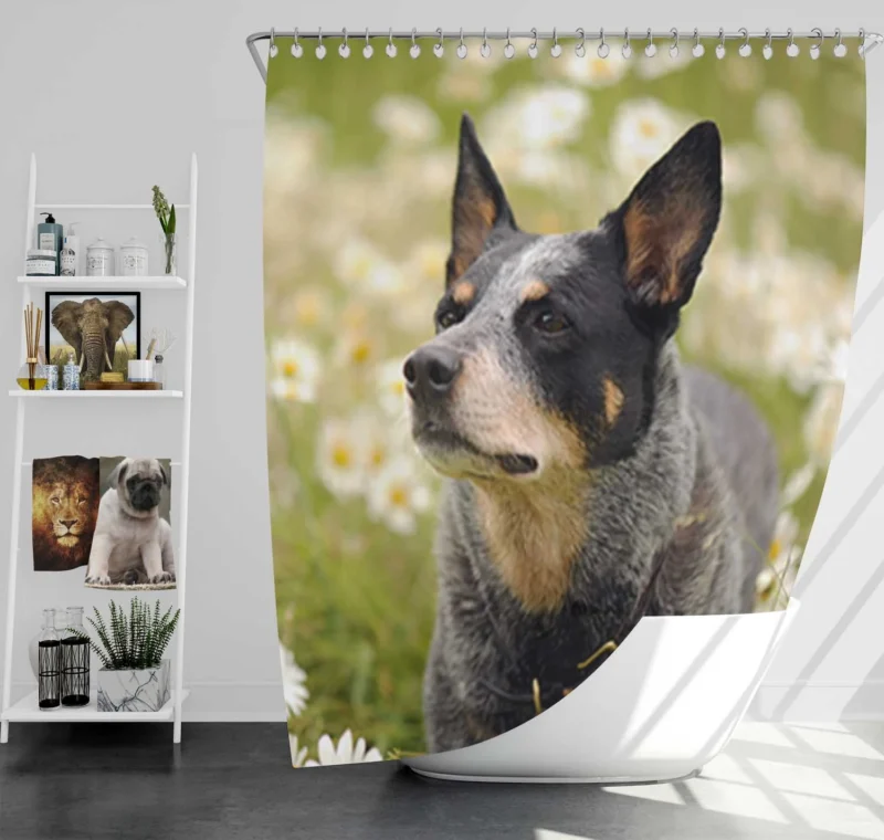 Loyal and Energetic Dogs: Australian Cattle Dog Shower Curtain