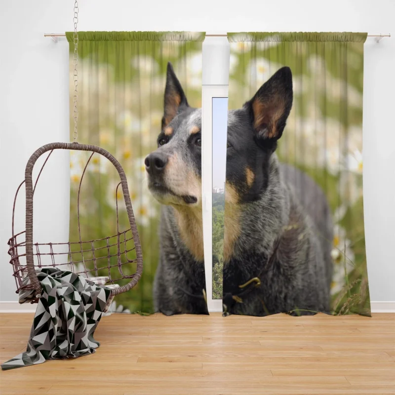 Loyal and Energetic Dogs: Australian Cattle Dog Window Curtain