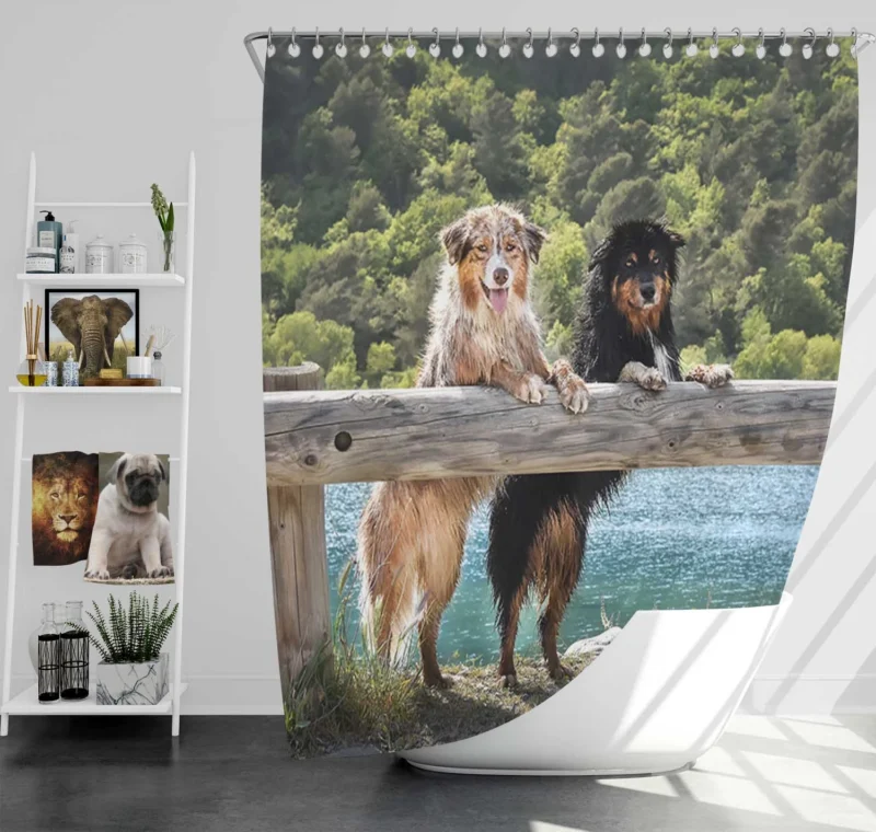 Loyal and Energetic Dogs: Australian Shepherd Shower Curtain