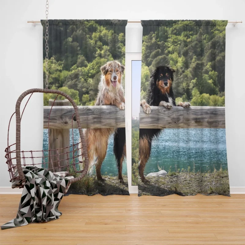 Loyal and Energetic Dogs: Australian Shepherd Window Curtain