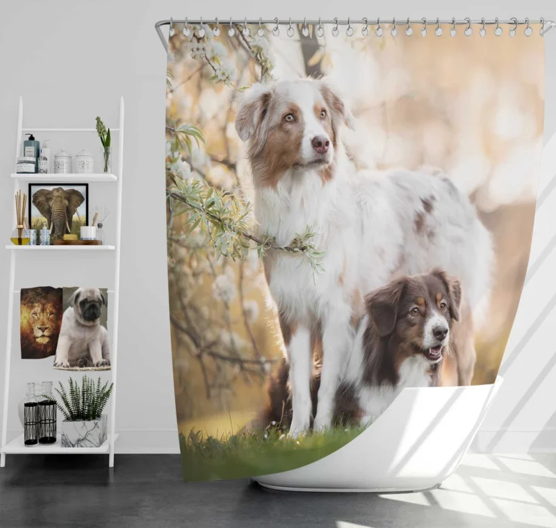 Loyal and Energetic Playful Dogs: Australian Shepherd Shower Curtain