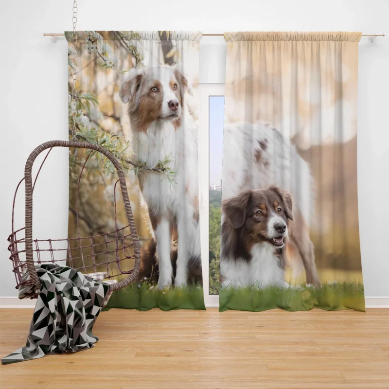 Loyal and Energetic Playful Dogs: Australian Shepherd Window Curtain