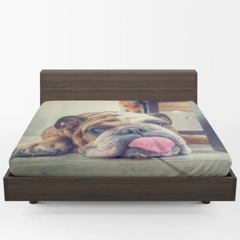 Majestic Bulldog Moments: Bulldog Quartet Fitted Sheet 1