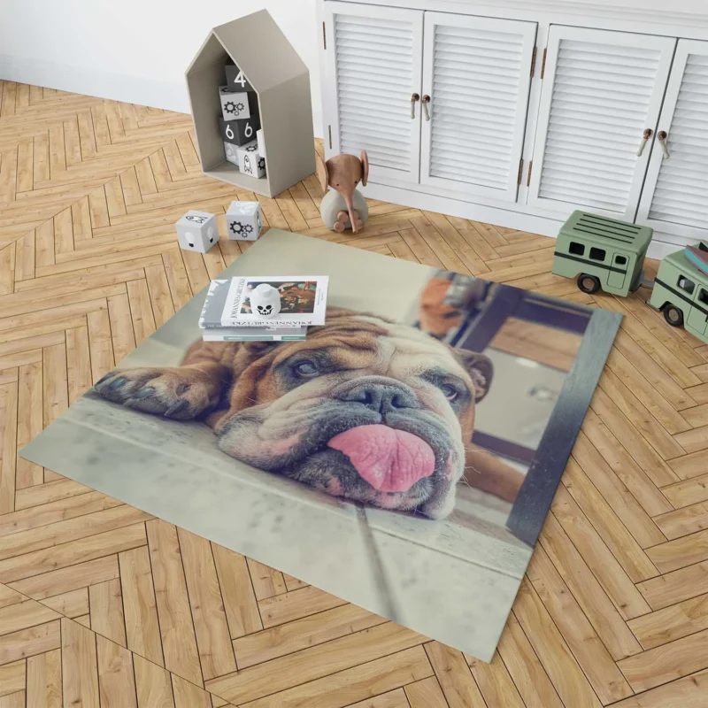 Majestic Bulldog Moments: Bulldog Quartet Floor Rug 1