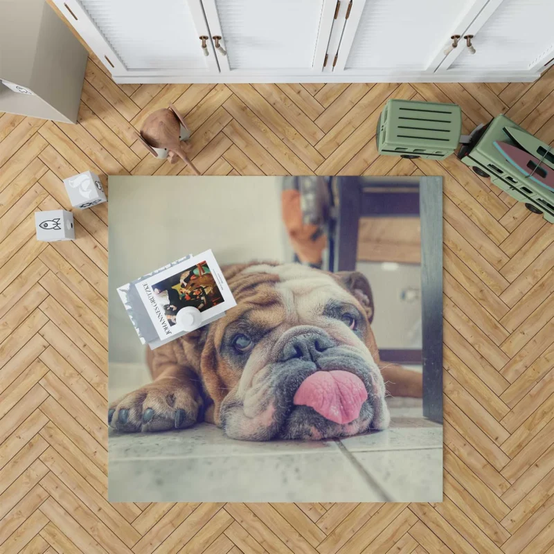 Majestic Bulldog Moments: Bulldog Quartet Floor Rug