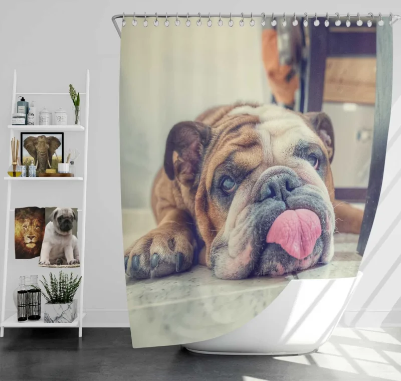 Majestic Bulldog Moments: Bulldog Quartet Shower Curtain