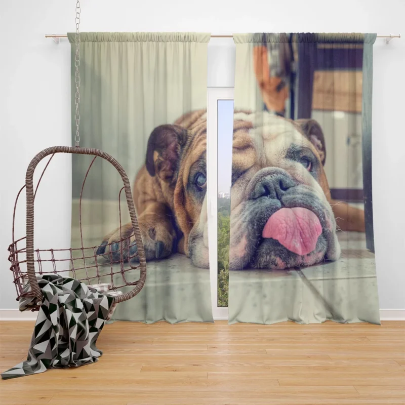 Majestic Bulldog Moments: Bulldog Quartet Window Curtain