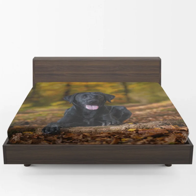 Majestic Canine Beauty: Labrador Quartet Fitted Sheet 1