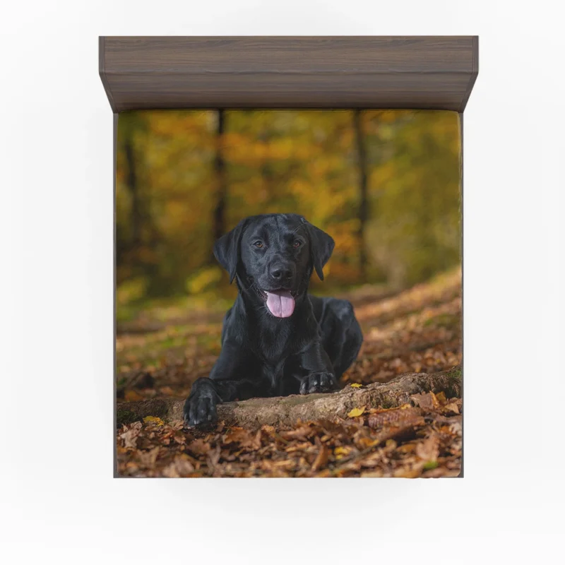 Majestic Canine Beauty: Labrador Quartet Fitted Sheet