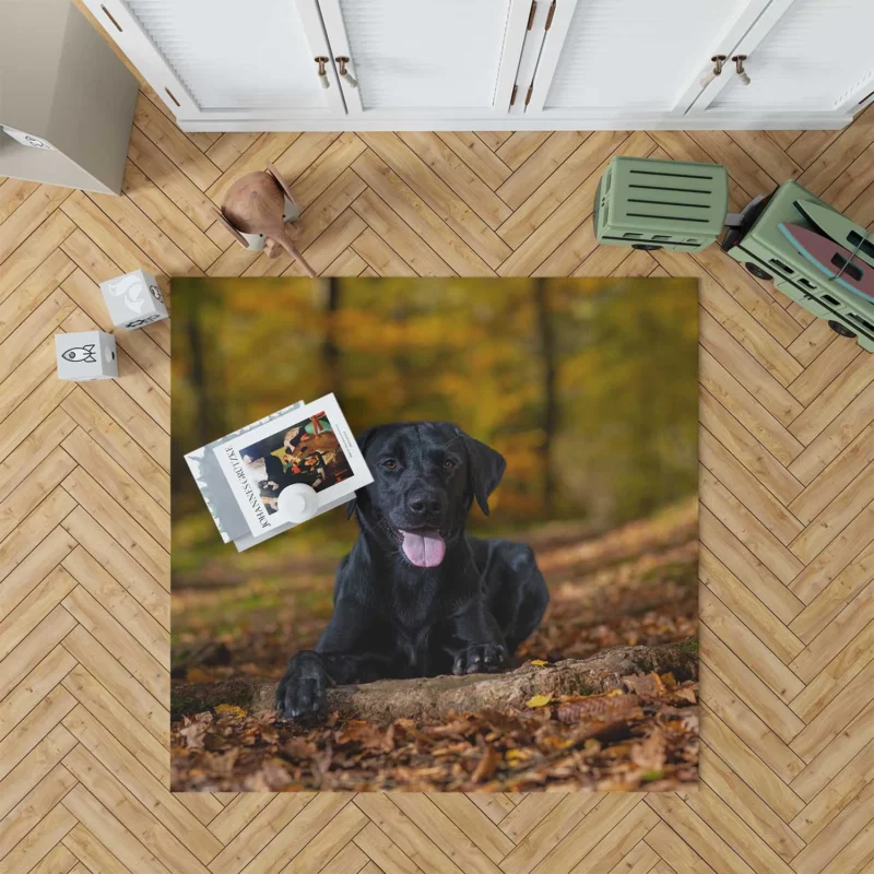 Majestic Canine Beauty: Labrador Quartet Floor Rug