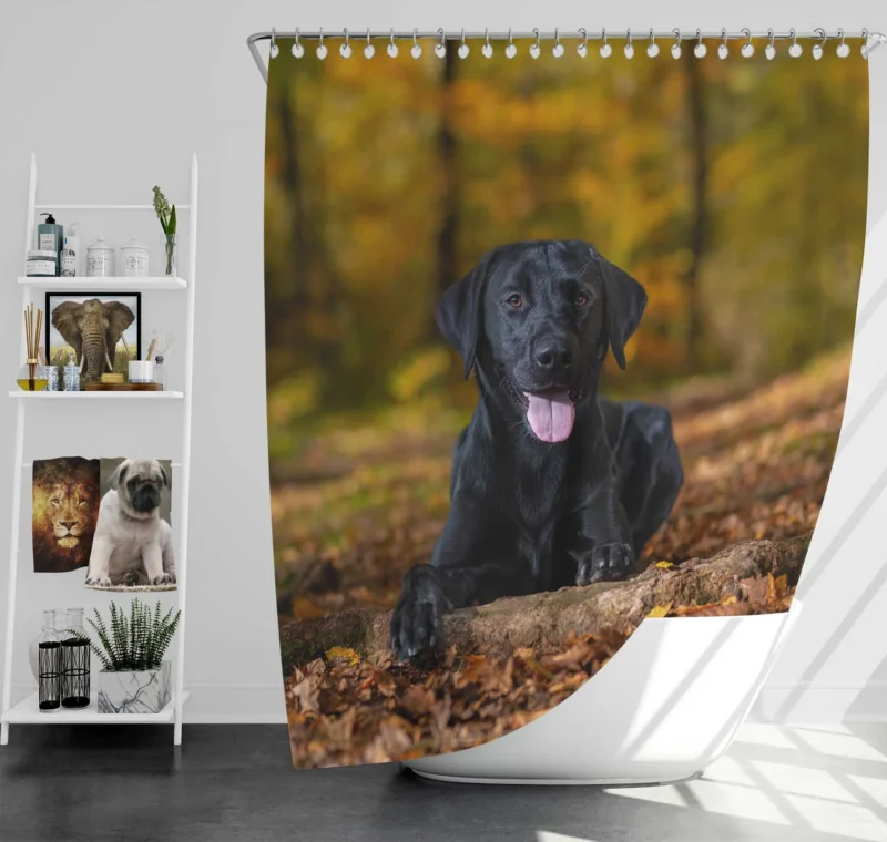 Majestic Canine Beauty: Labrador Quartet Shower Curtain