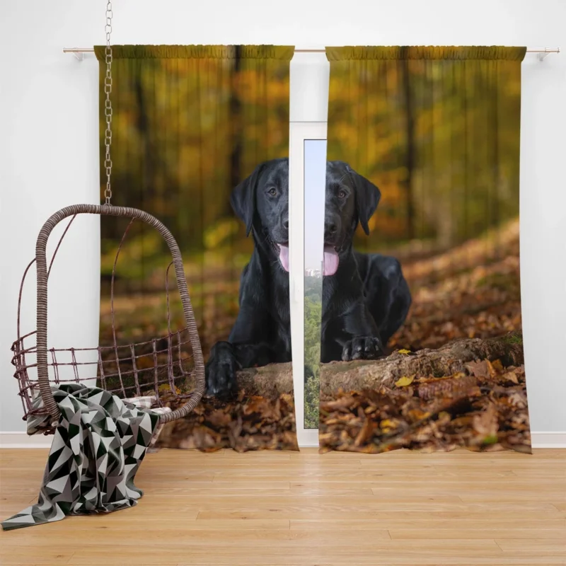 Majestic Canine Beauty: Labrador Quartet Window Curtain