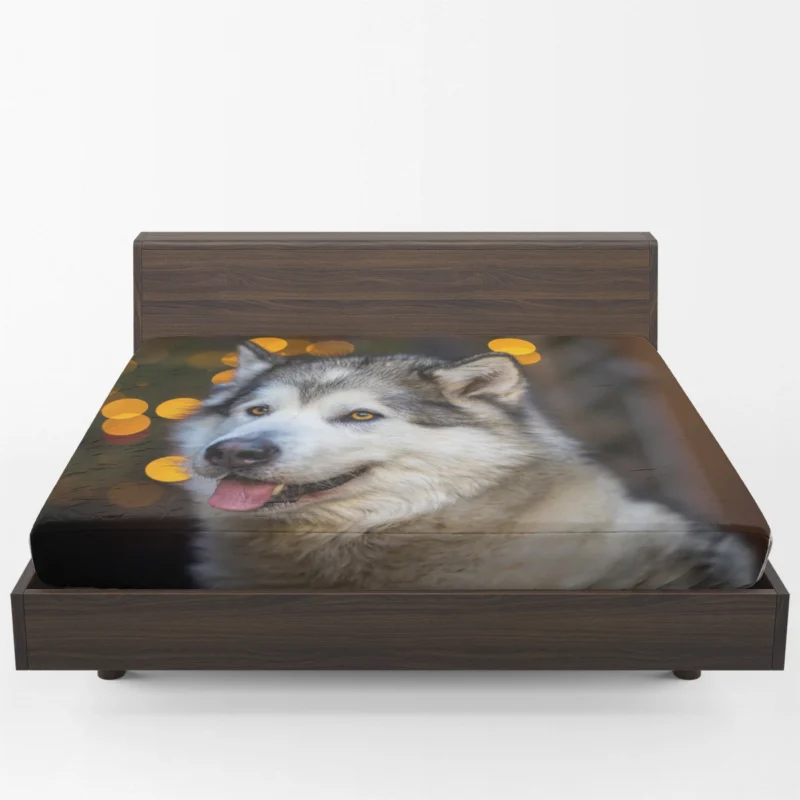 Majestic and Mighty: Alaskan Malamute Quartet Fitted Sheet 1