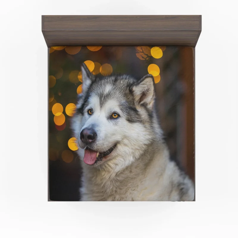 Majestic and Mighty: Alaskan Malamute Quartet Fitted Sheet