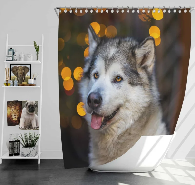 Majestic and Mighty: Alaskan Malamute Quartet Shower Curtain