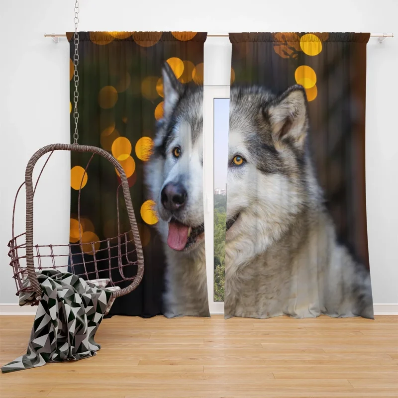 Majestic and Mighty: Alaskan Malamute Quartet Window Curtain