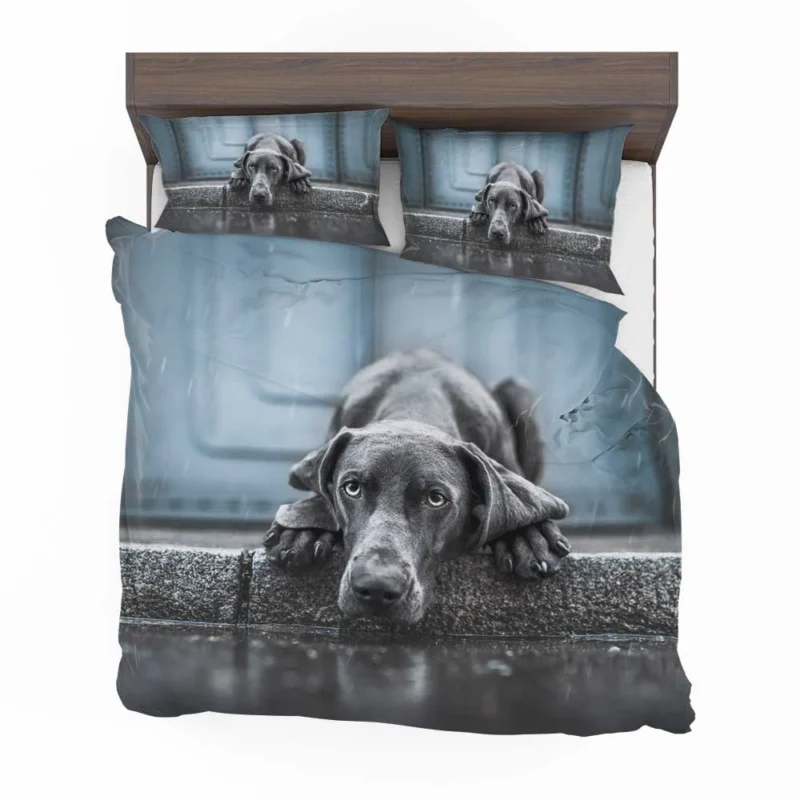 Majestic and Regal: Weimaraner Quartet Bedding Set 1