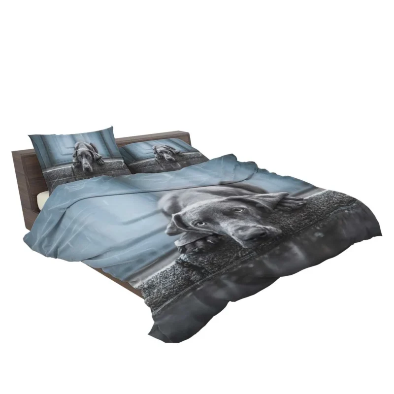 Majestic and Regal: Weimaraner Quartet Bedding Set 2