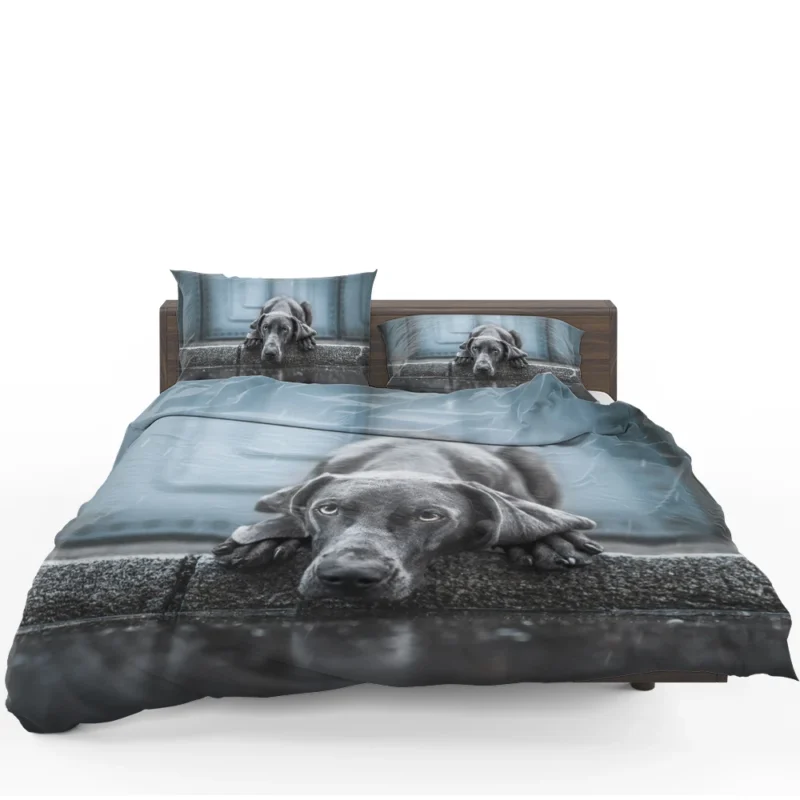 Majestic and Regal: Weimaraner Quartet Bedding Set