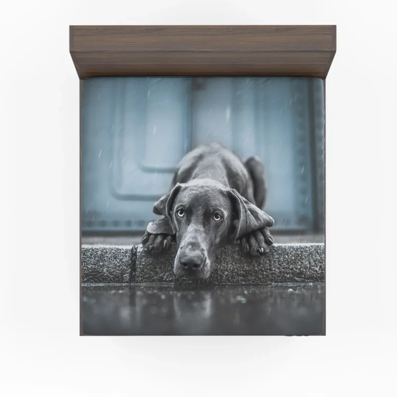 Majestic and Regal: Weimaraner Quartet Fitted Sheet 1