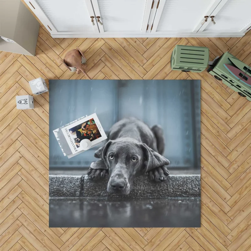 Majestic and Regal: Weimaraner Quartet Floor Rug