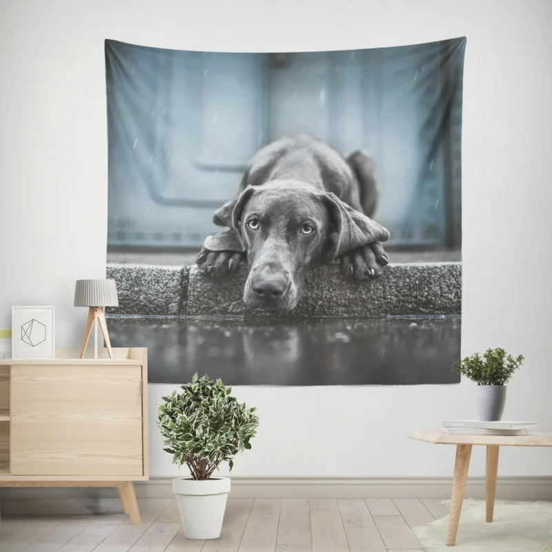 Majestic and Regal  Weimaraner Quartet Wall Tapestry