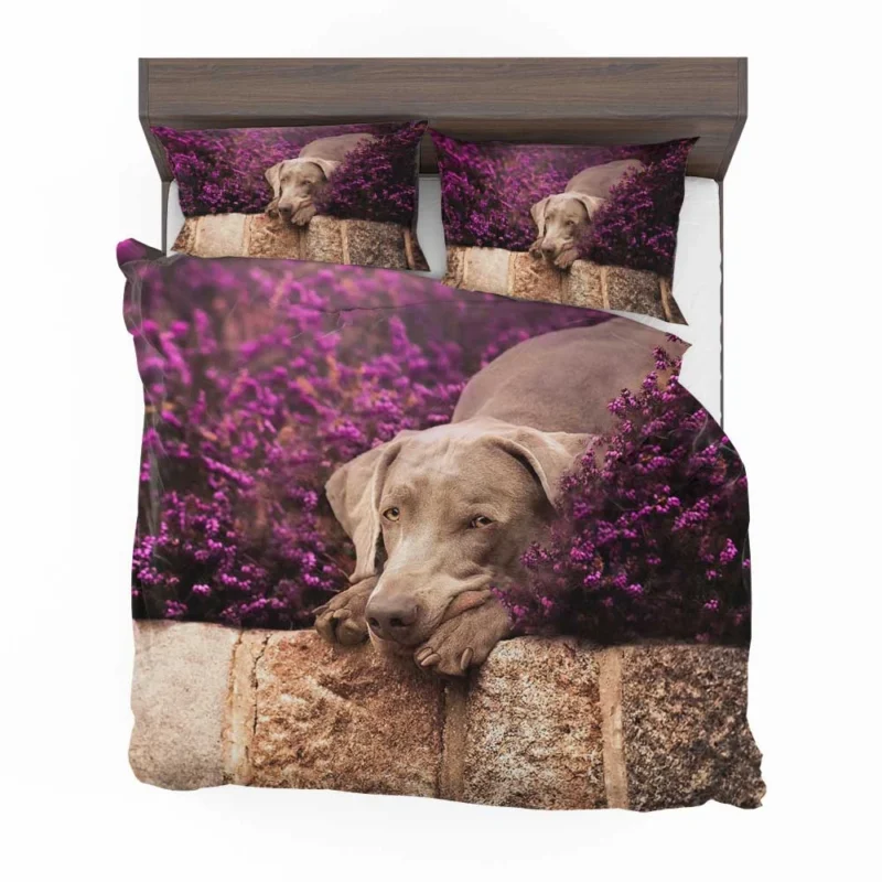 Majestic in Purple: Weimaraner Quartet Bedding Set 1