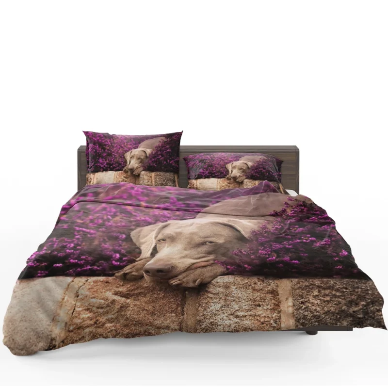 Majestic in Purple: Weimaraner Quartet Bedding Set